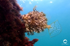 Chaetodermis penicilligerus