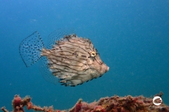 Chaetodermis penicilligerus