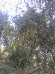 Schinus