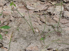 Eleocharis robbinsii