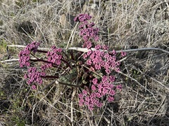 Lomatium columbianum