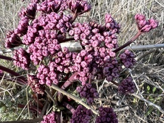 Lomatium columbianum