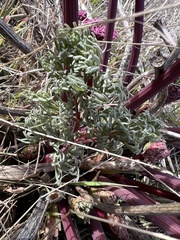 Lomatium columbianum