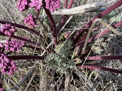 Lomatium columbianum