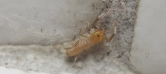 Solifugae