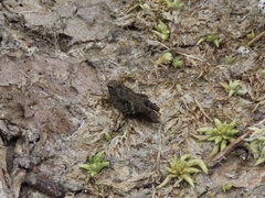 Tettigidea