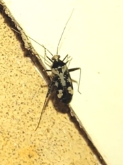 Eustictus