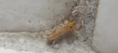 Solifugae