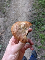 Boletus billieae