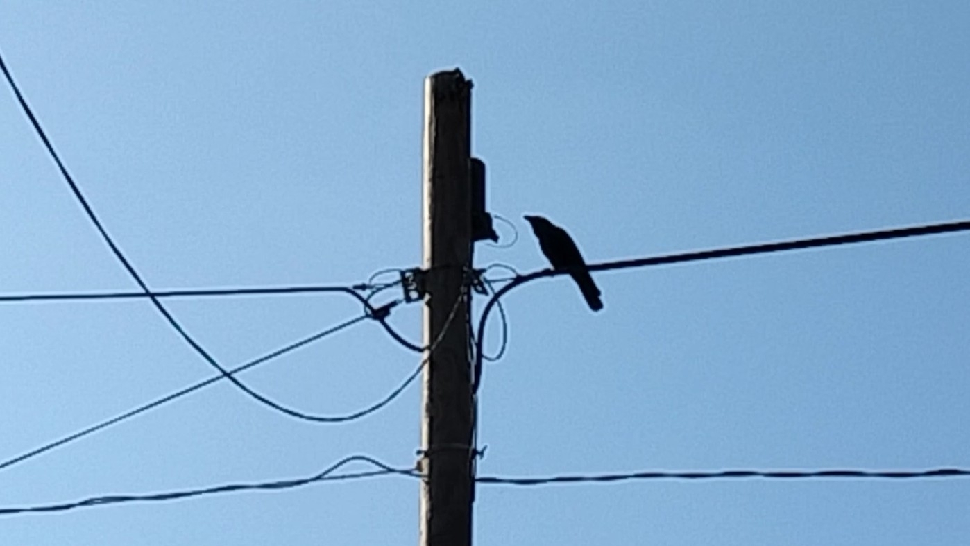 Tamaulipas Crow (Corvus imparatus), photo 3
