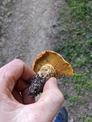 Boletus billieae