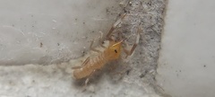 Solifugae