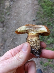 Boletus billieae
