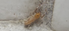 Solifugae