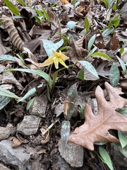 Erythronium umbilicatum