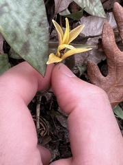 Erythronium umbilicatum