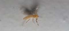 Solifugae