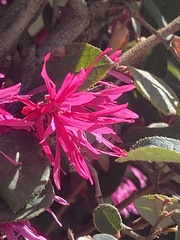 Loropetalum chinense