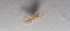 Solifugae