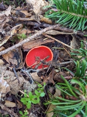 Sarcoscypha austriaca