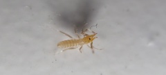 Solifugae
