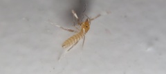 Solifugae