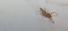 Solifugae
