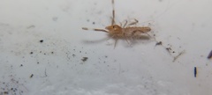 Solifugae