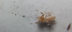 Solifugae