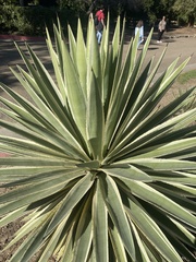 Agave decipiens