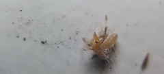Solifugae