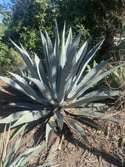 Agave deserti