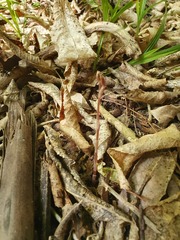 Danhatchia australis