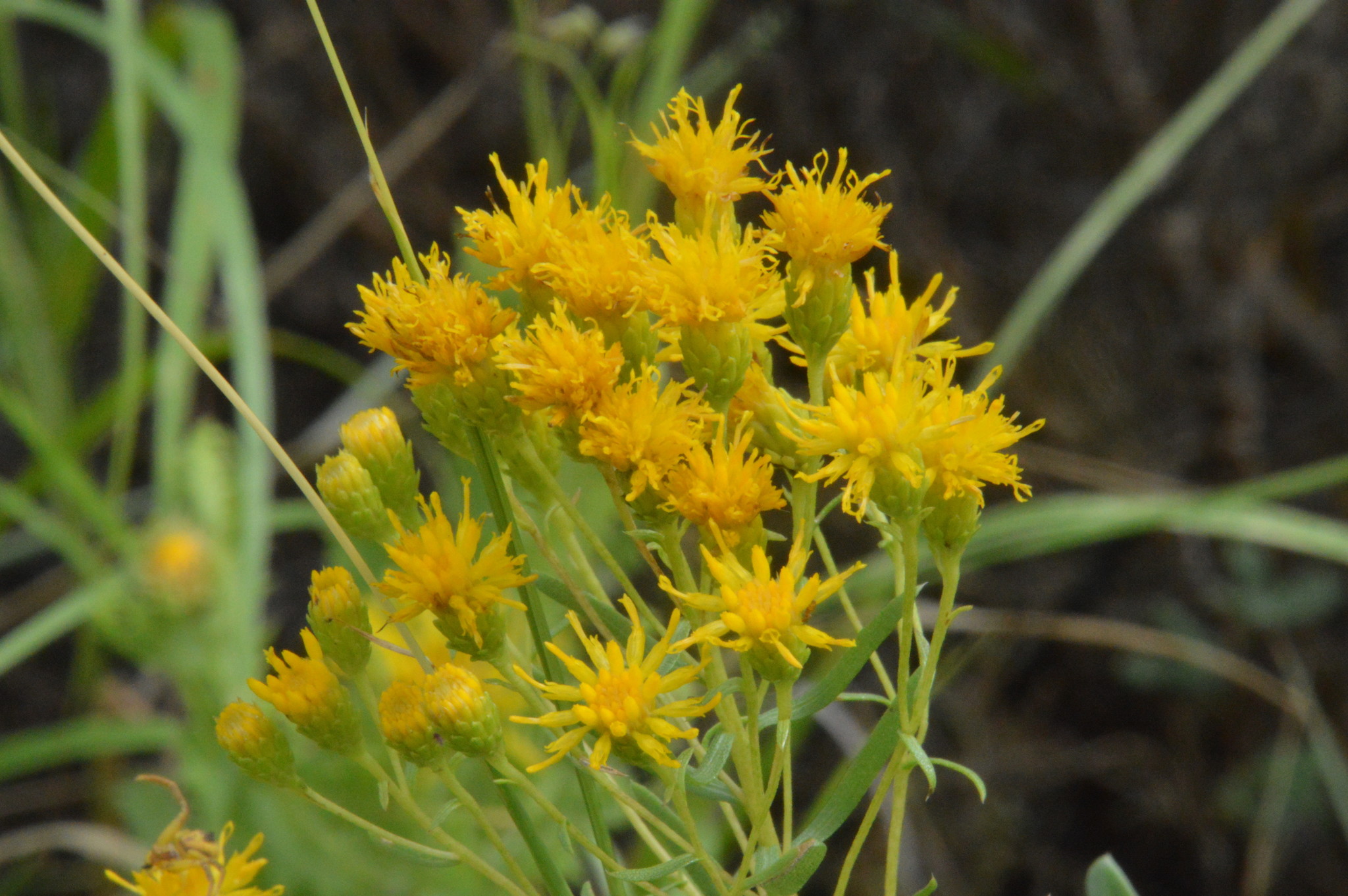Isocoma drummondii