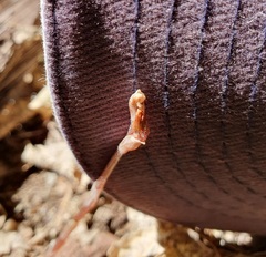 Danhatchia australis