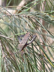 Amorbini