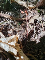 Danhatchia australis