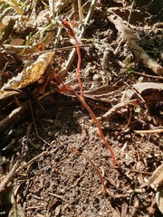 Danhatchia australis