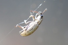 Sitona discoideus
