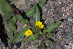 Camissoniopsis pallida