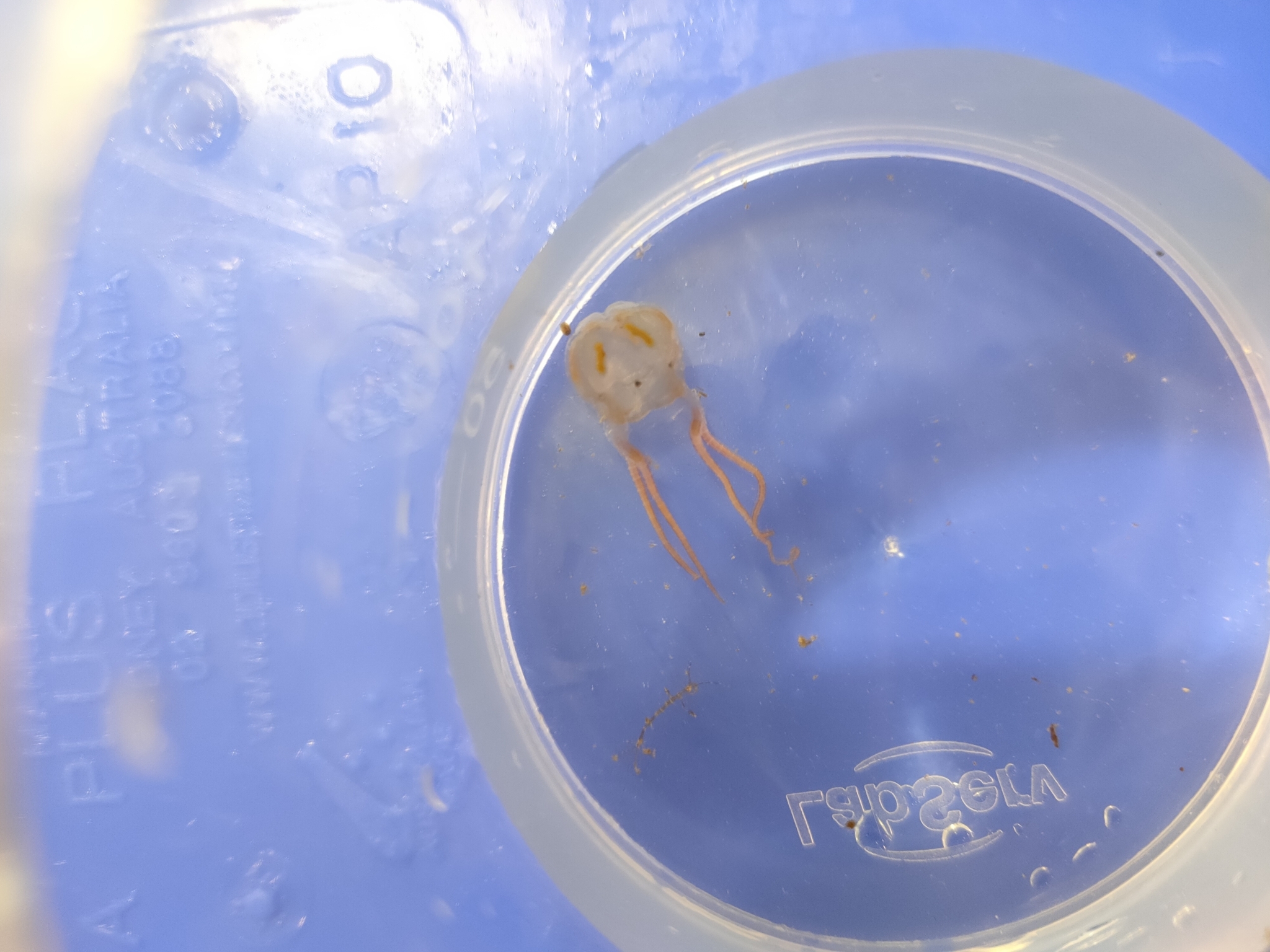 Copula sivickisi (Stiasny, 1926)