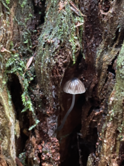 Leucoinocybe
