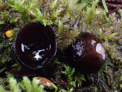 Pseudoplectania melaena
