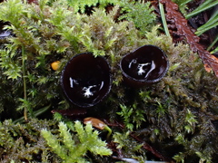 Pseudoplectania melaena