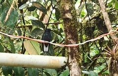 Boissonneaua jardini