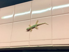 Hemidactylus platyurus