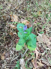 Stachytarpheta indica