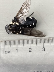 Triclista guttata