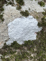 Phlyctis petraea