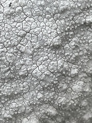 Phlyctis petraea